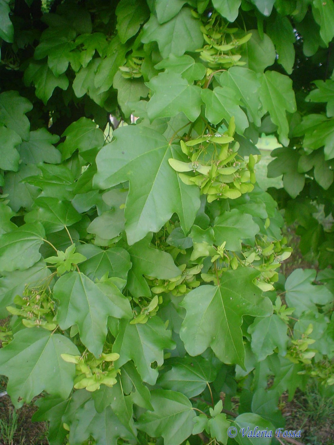 Acer-campestre-VAL-1500