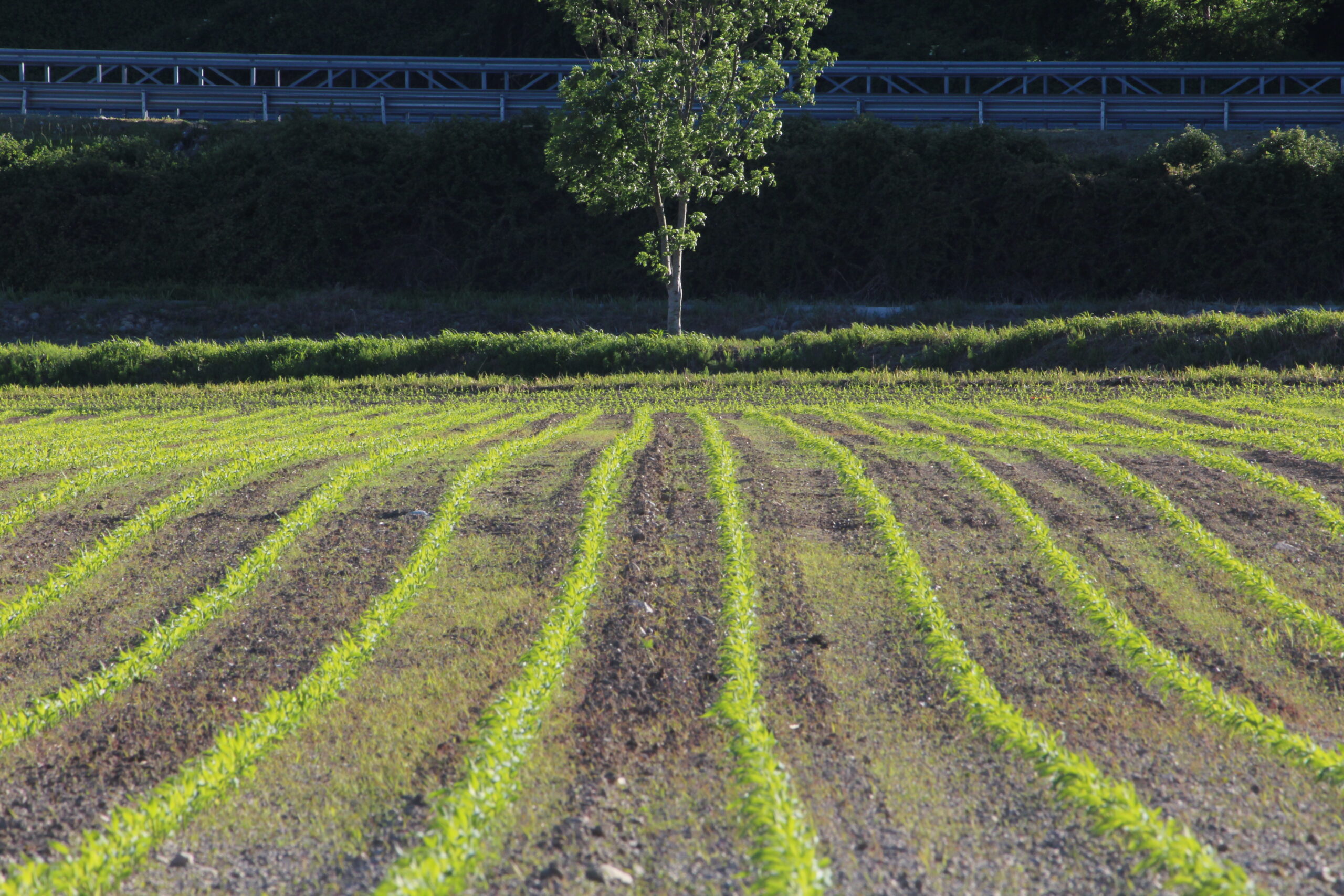 Parco della Dora