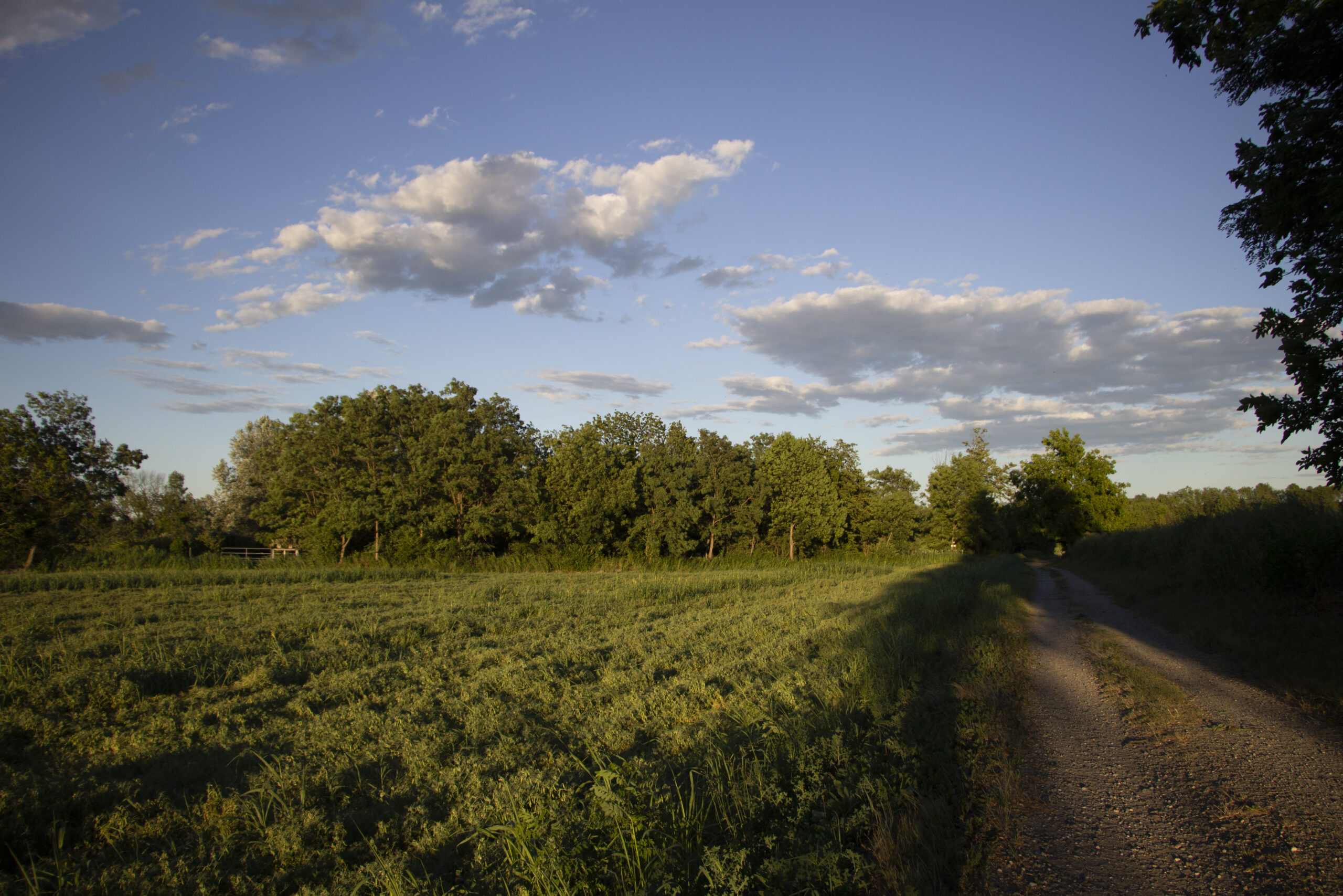 parcodelladora_65