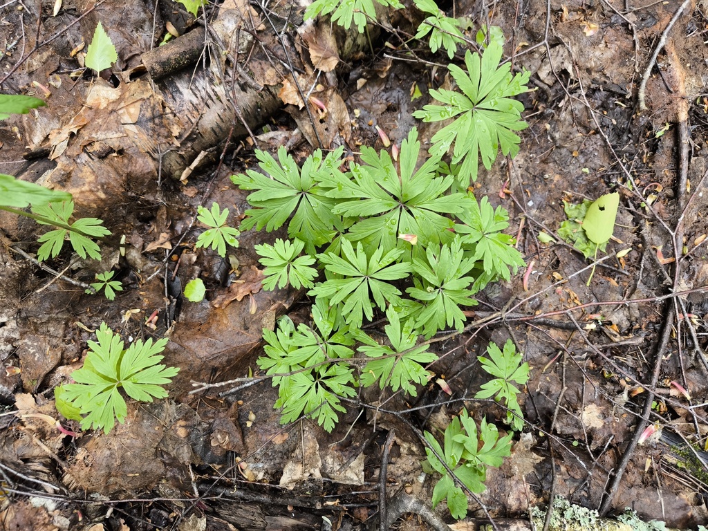 Anemone giallo foglie