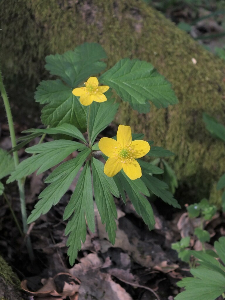 Anemone giallo