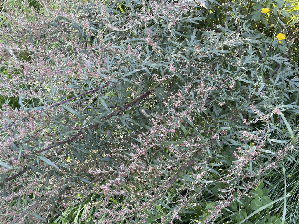 Artemisia