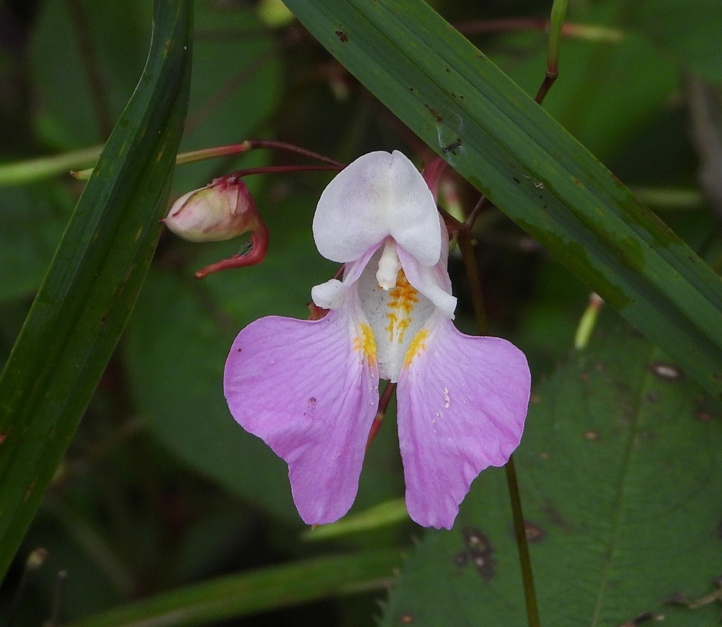 Balsamina fiore
