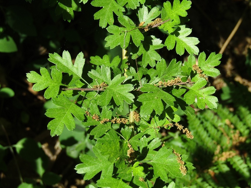 Biancospino foglie