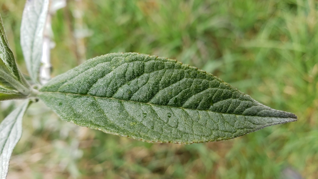 Buddleia foglia