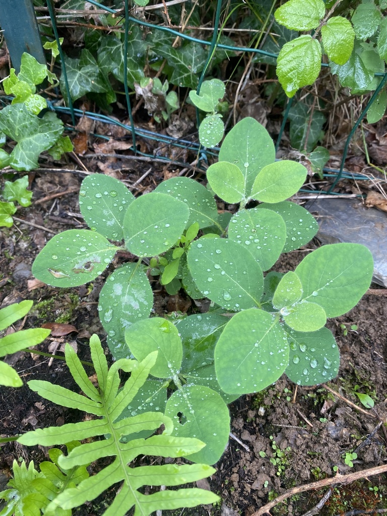 Caprifoglio comune foglie