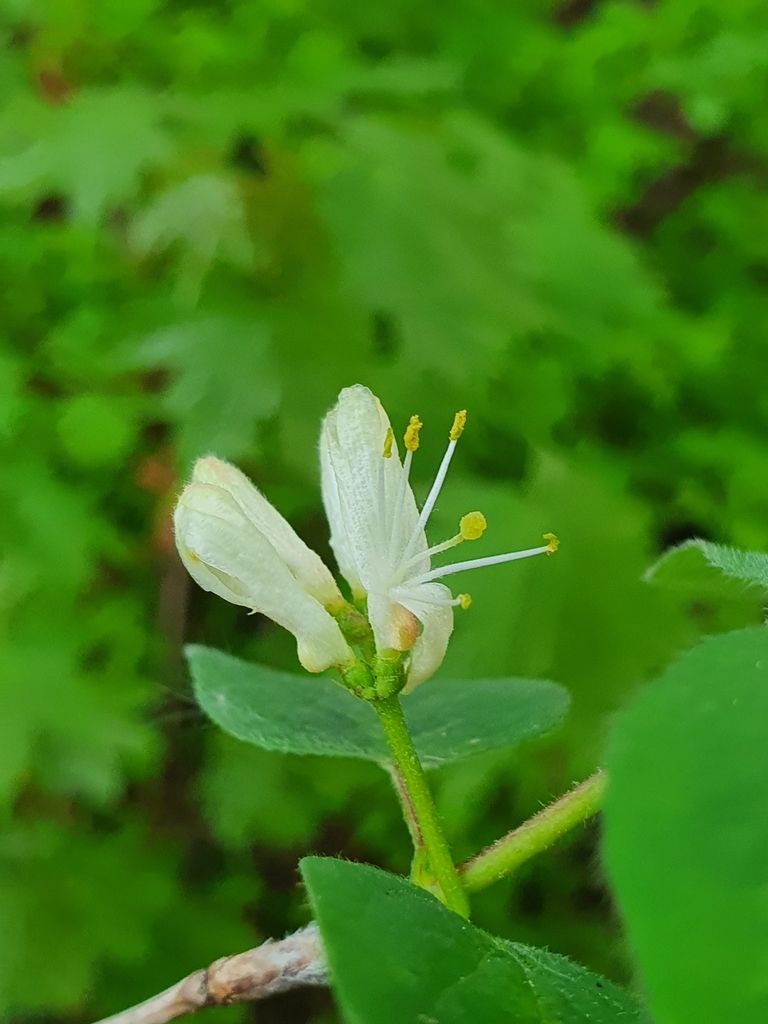 Caprifoglio peloso fiore