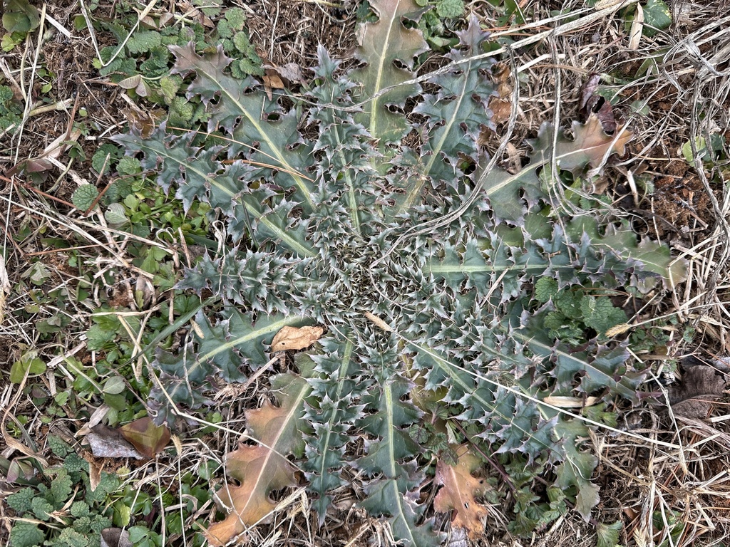Cardo rosso foglie