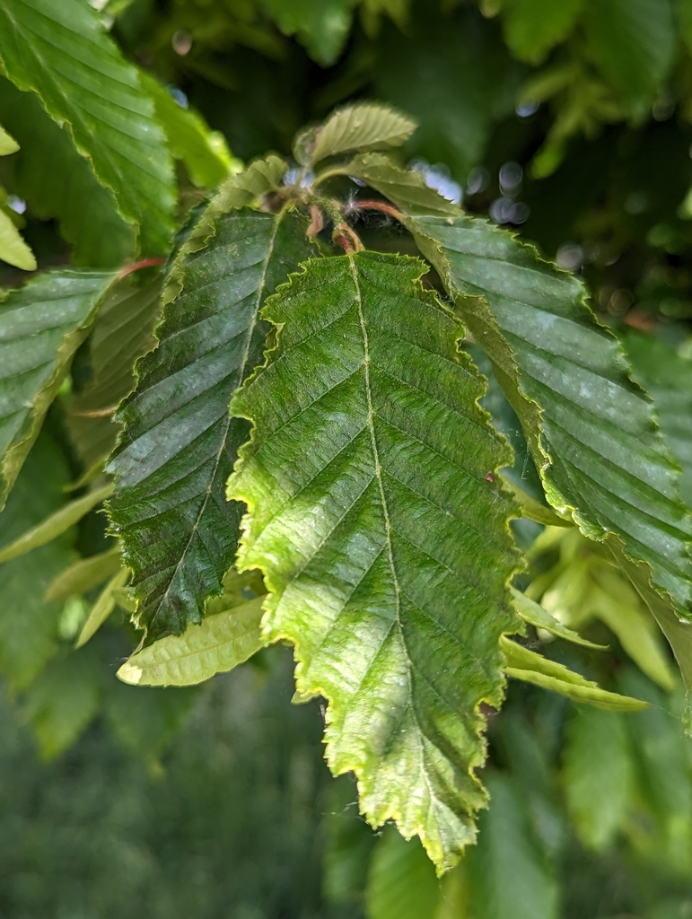 Carpino bianco foglie