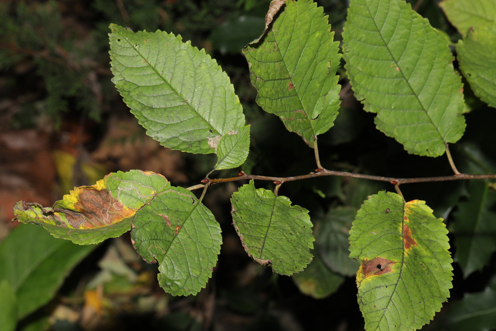 Ciliegio selvatico foglie