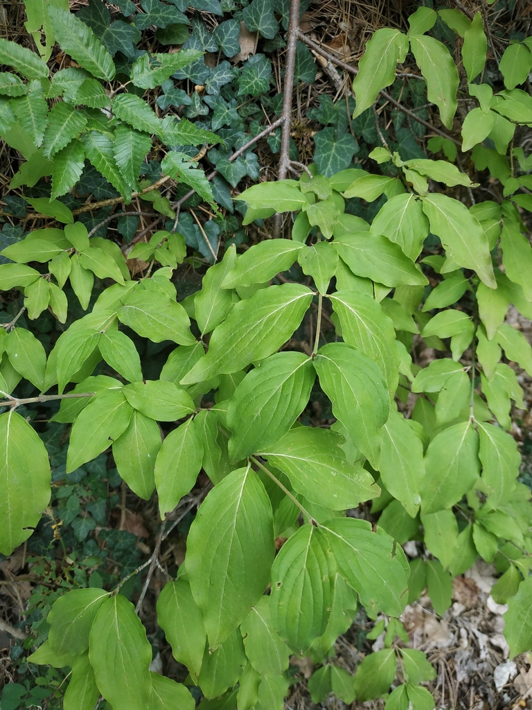 Corniolo foglie