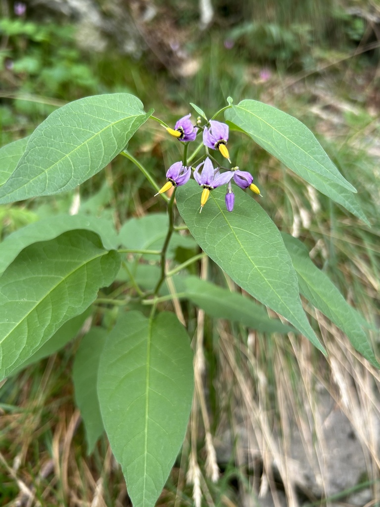 Dulcamara