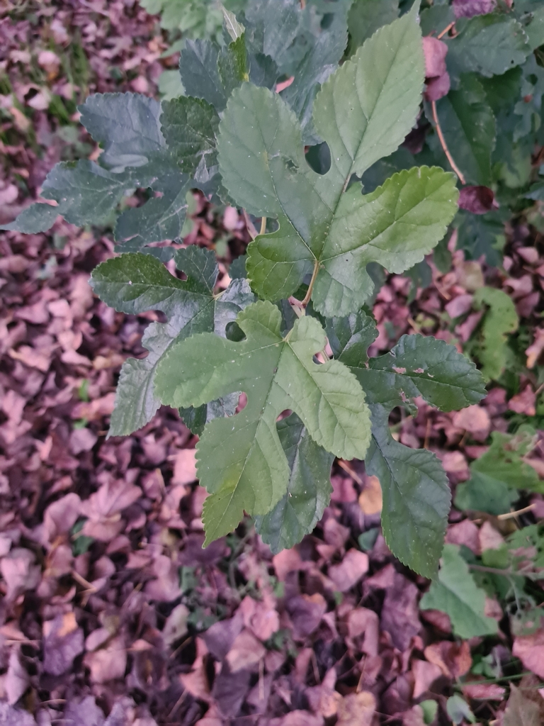 Gelso bianco foglie