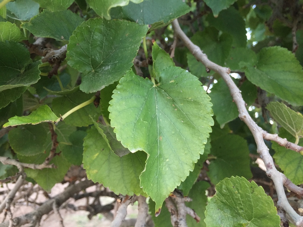 Gelso nero foglie