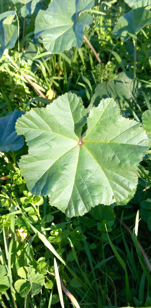 Malva Selvatica foglia