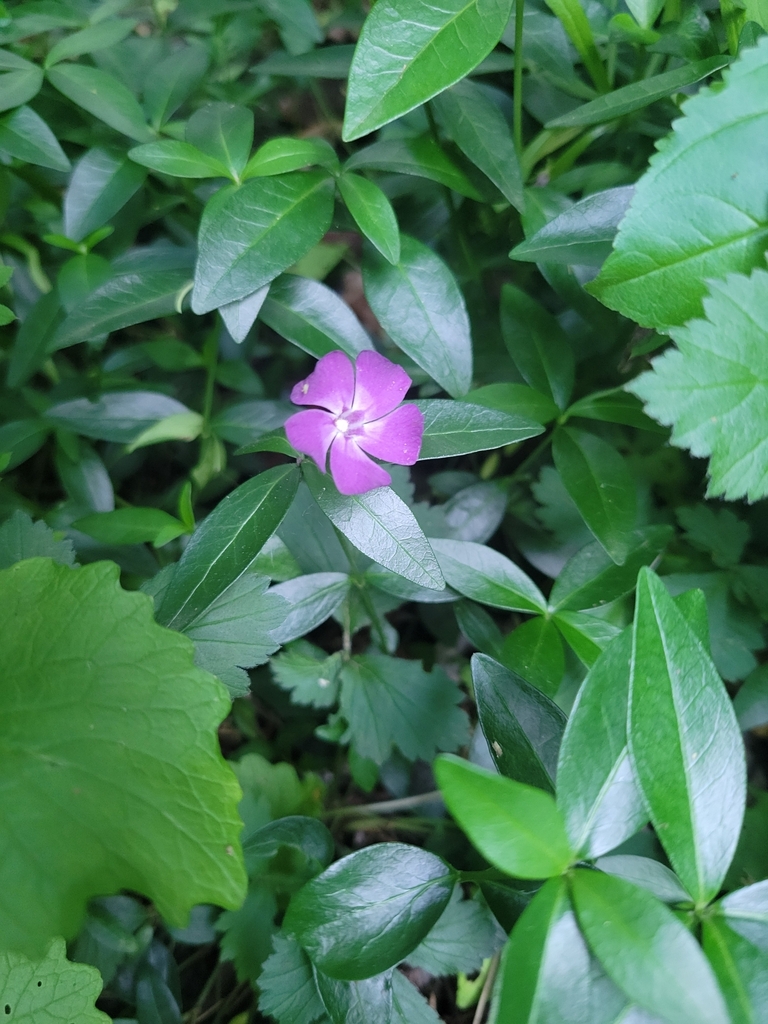 Pervinca