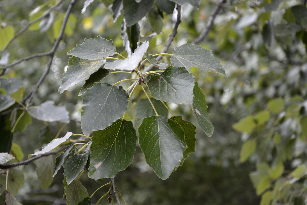 Pioppo cinerino foglia