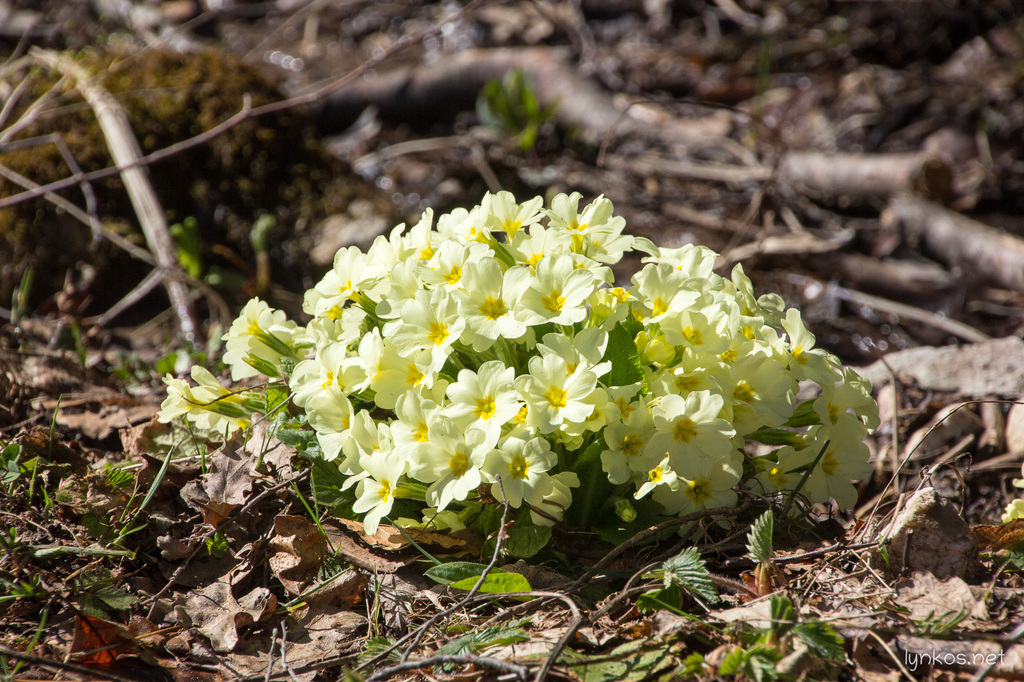 Primula