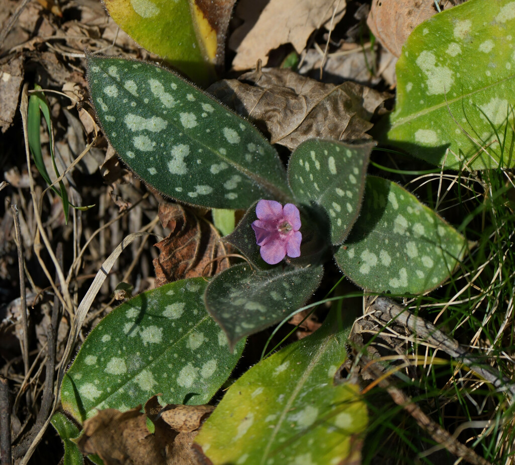 Pulmonaria