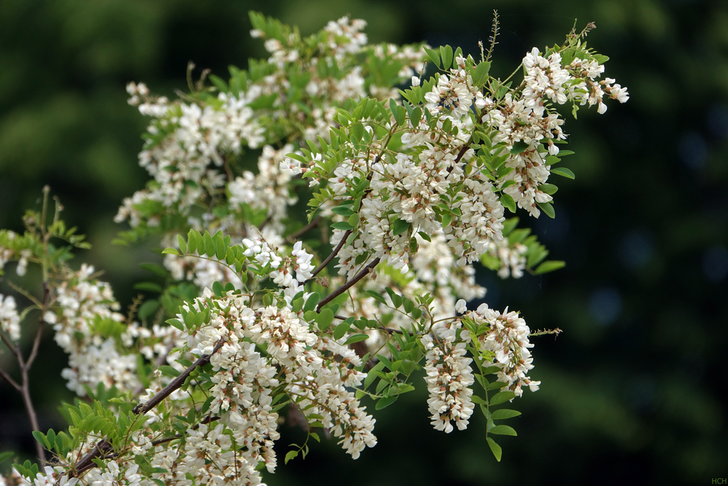 Robinia fiori