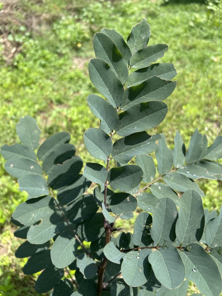 Robinia foglie