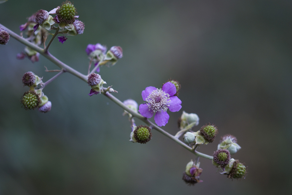 Rovo fiori