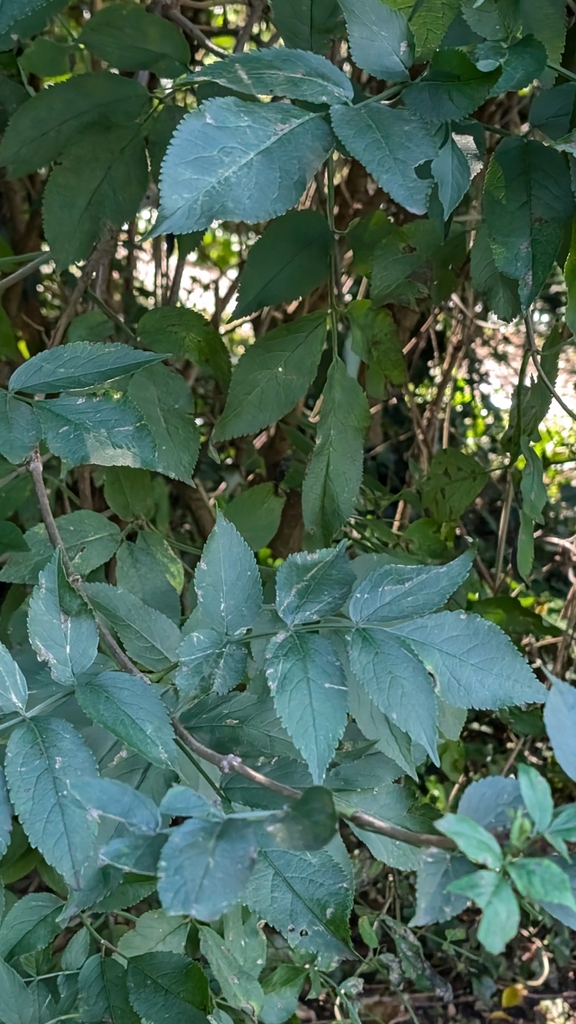 Sambuco foglie