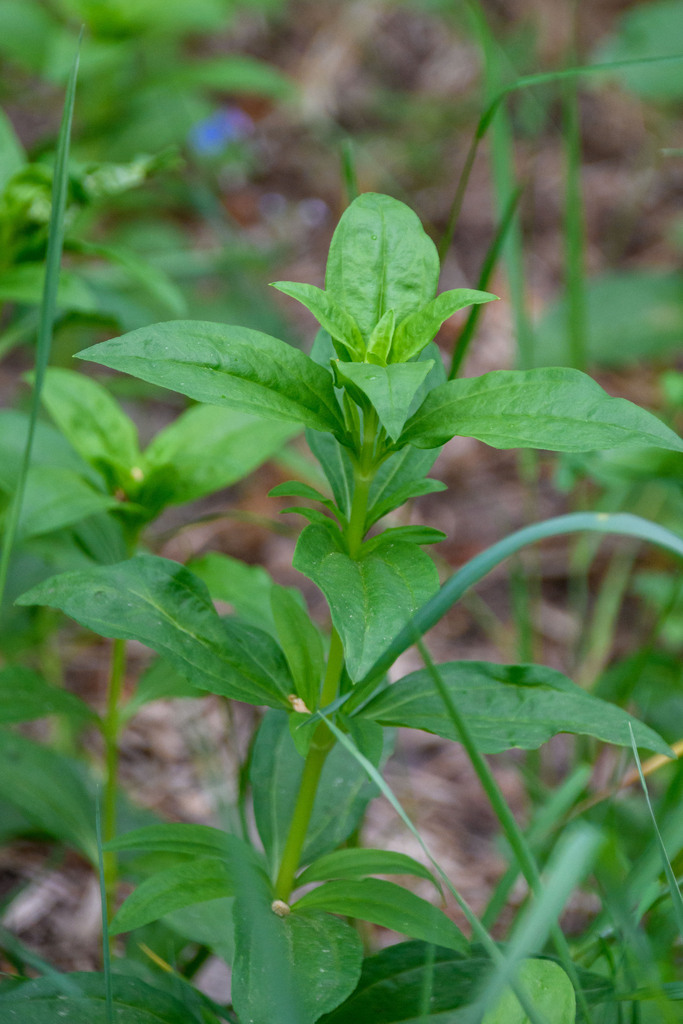 Saponaria foglie