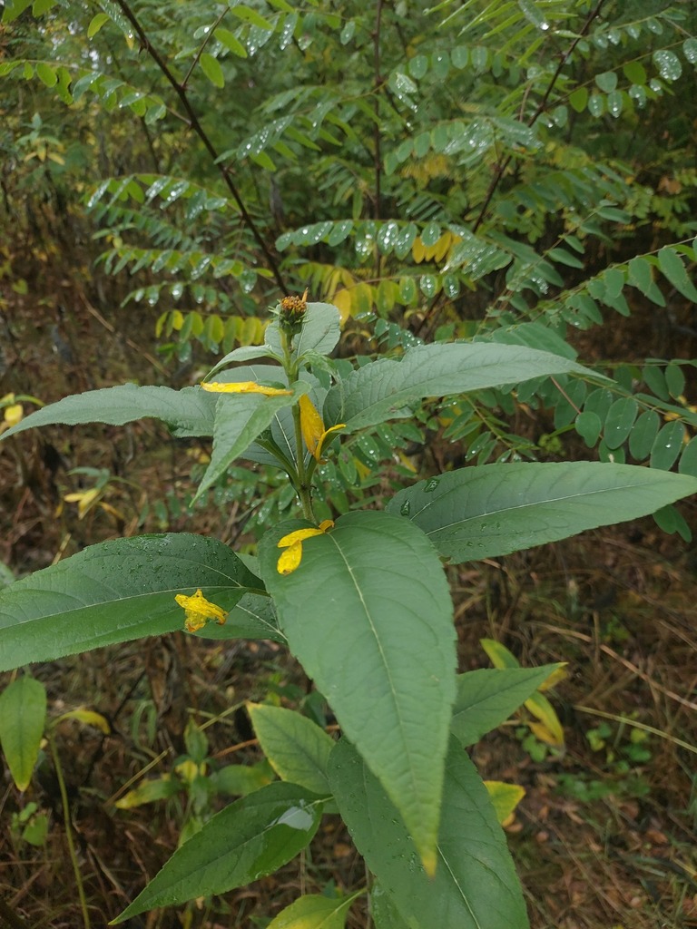 Topinambur foglie
