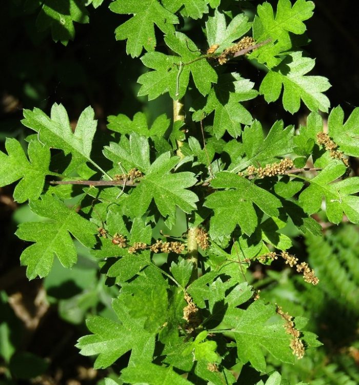 Biancospino