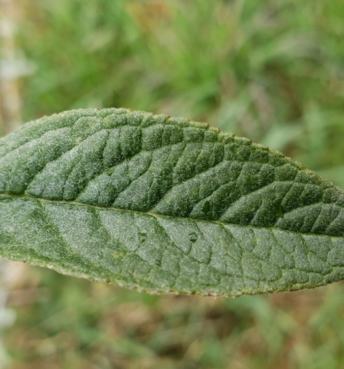 Buddleia