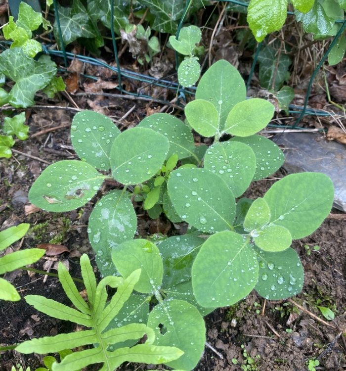 Caprifoglio comune