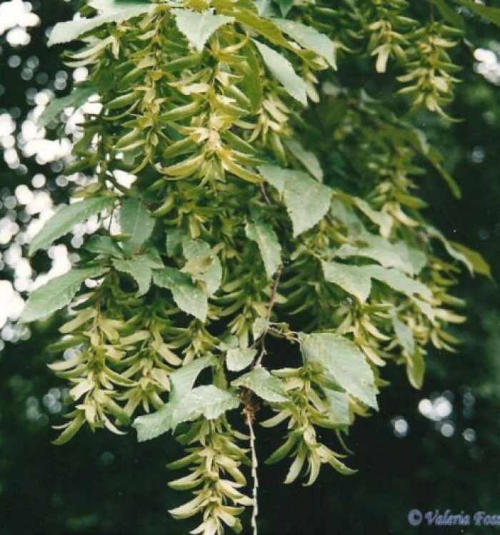 Carpino bianco