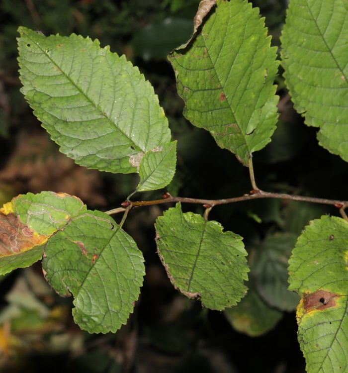 Ciliegio selvatico