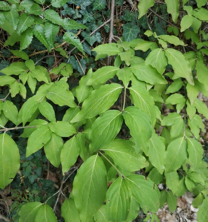 Corniolo