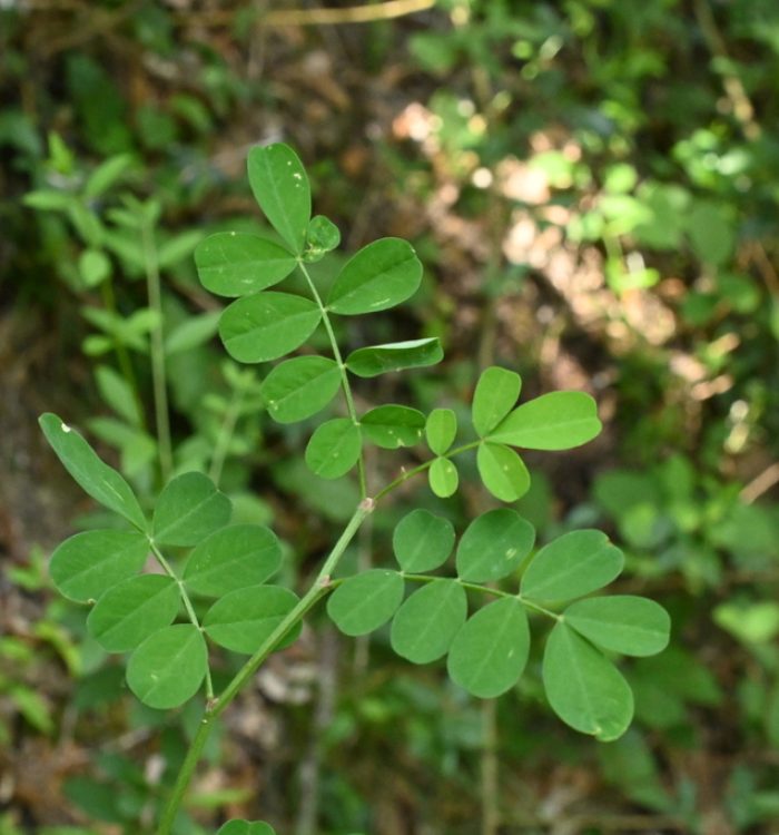 Dondolino