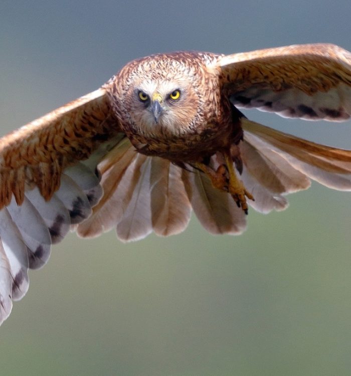 Falco di palude