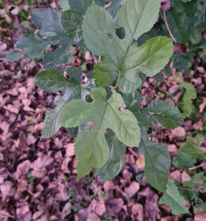 Gelso bianco