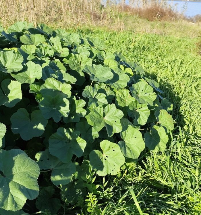 Malva selvatica