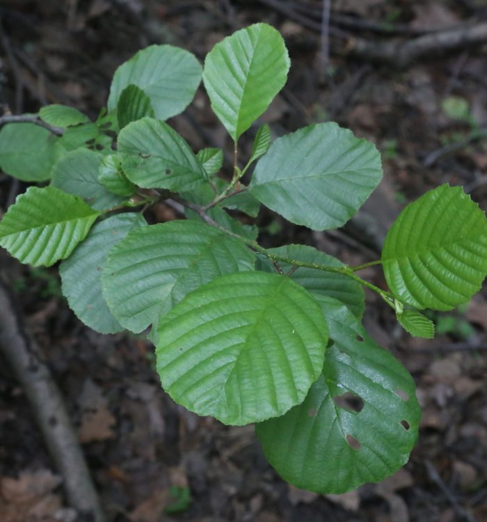 Ontano nero