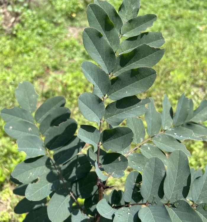 Robinia