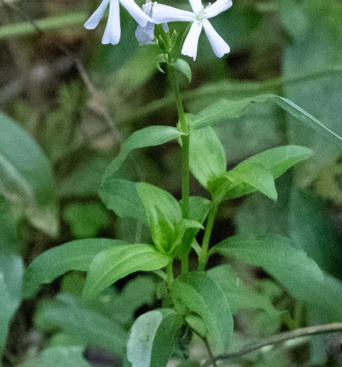 Saponaria