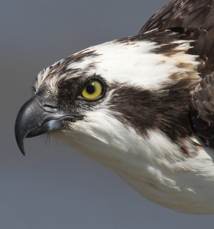 Falco pescatore