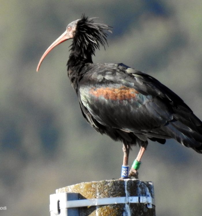 Ibis eremita