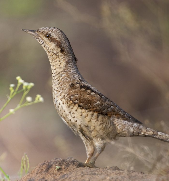 Torcicollo